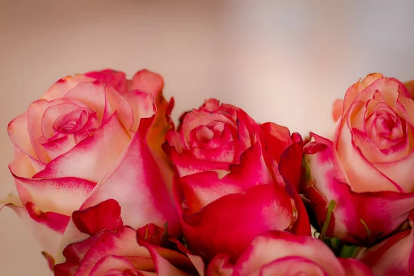 Close up de um buquê de variedade de rosas Paloma, tiro estúdio, flores cor de rosa — Fotografia de Stock