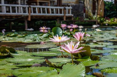 Beyaz ve pembe su Lilly havuzda, Bali, Endonezya çiçeklenme. 