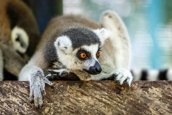 Lemur, portre. Bali Hayvanat Bahçesi. Endonezya.