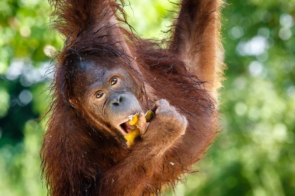 Ağaç üzerinde asılı ve bir portakal yeme Borneo orangutan. Portre vurdu. Bali, Endonezya.