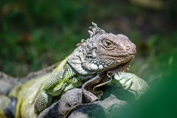 Yeşil Iguana kayanın üzerinde oturuyor. Portre.