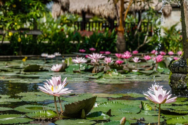 Floreciente Lirio Agua Blanco Rosa Estanque Bali Indonesia — Foto de Stock