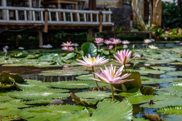 Beyaz ve pembe su Lilly havuzda, Bali, Endonezya çiçeklenme. 