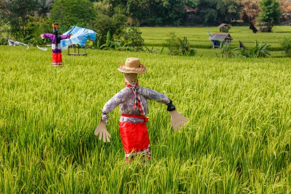 Fågelskrämma Ett Risfält Landsbygdens Landskap Bali Indonesien — Stockfoto