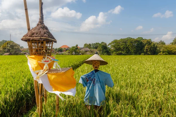 Fågelskrämma Ett Risfält Landsbygdens Landskap Bali Indonesien — Stockfoto