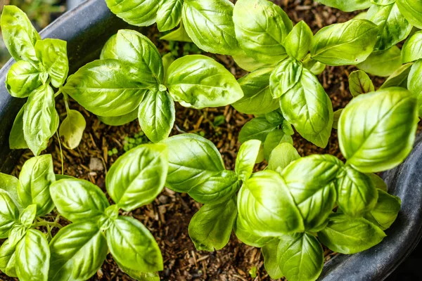 Growing basil plants, top view. Gardening, fresh greens.