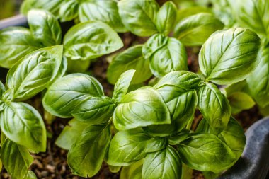 Fesleğen bitki, üstten görünüm yetiştirme. Bahçe, taze yeşillik. Yemek, mutfak.