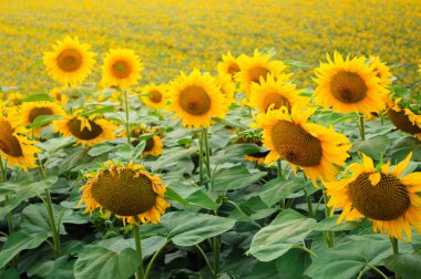 sonsuz sarı ayçiçeği tarlası