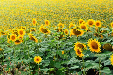 sonsuz sarı ayçiçeği tarlası