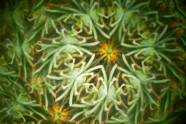 Absztrakt Textúra Háttér Dísz Kaleidoszkóp — Stock Fotó