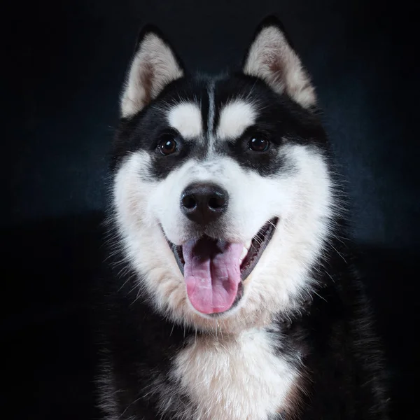 A szibériai Husky kutya a stúdióban portré — Stock Fotó