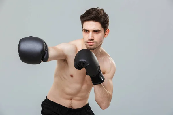 Portrait Concentrated Young Sportsman Exercising Boxing Gloves Isolated Gray Background — Stock Photo, Image