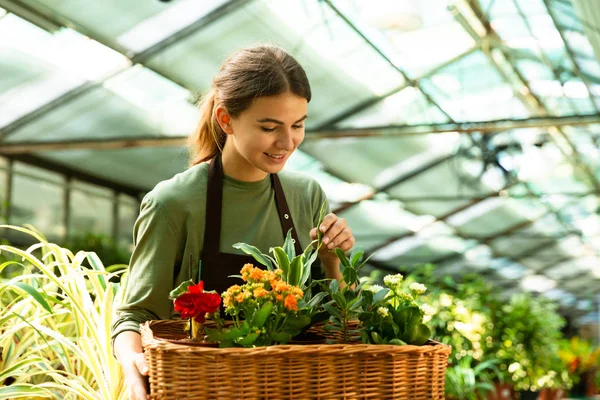 温室での作業中の植物が付いているバスケットを運ぶかわいい花屋女性 代身に着けているエプロンの画像 — ストック写真