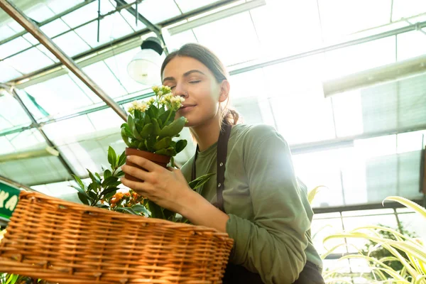 バスケットから植物温室での作業中に臭いがする若い花屋女性 代の身に着けているエプロンの画像 — ストック写真