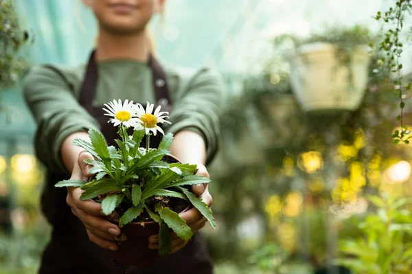 温室で植物を保持している女性庭師の写真をトリミング — ストック写真