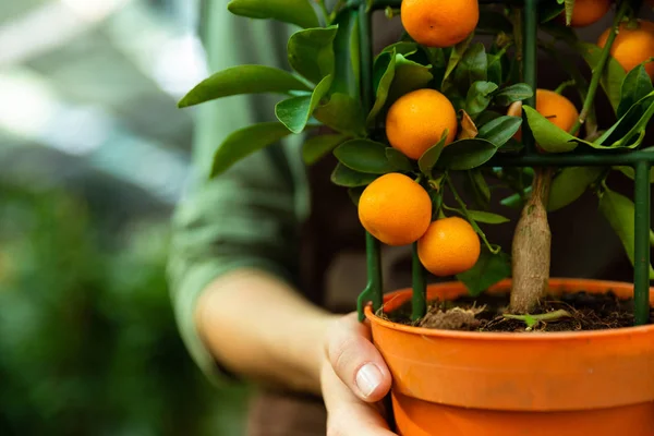 Cropped Image Caucasian Woman Gardener 20S Wearing Apron Holding Orange — Stock Photo, Image