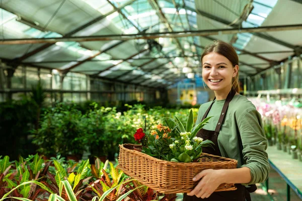 温室での作業中の植物が付いているバスケットを運ぶ陽気な女性庭師 代身に着けているエプロンの画像 — ストック写真