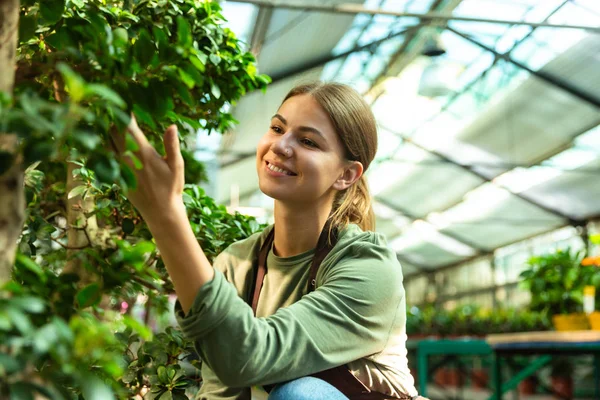 温室での作業 植物に触れると花屋 代の女の子身に着けているエプロンの画像 — ストック写真