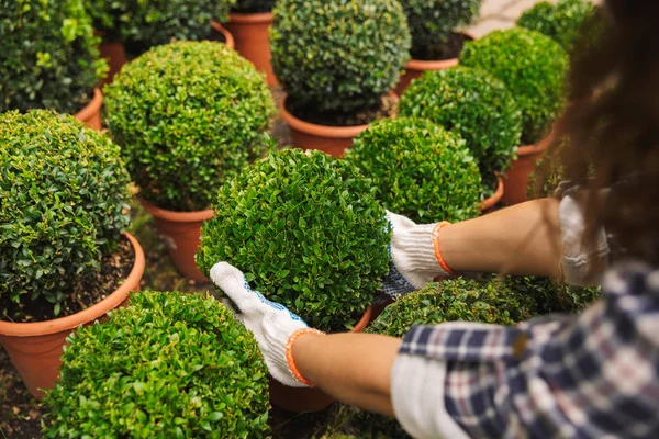 Close Young Woman Working Greenhouse Holding Flower Pot — Stock Photo, Image