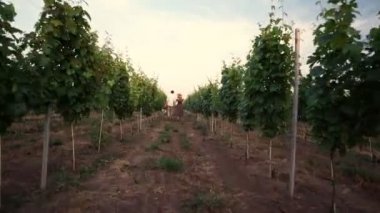 Genç mutlu sevgi dolu çift bağ şarap içme açık havada yürüyüş