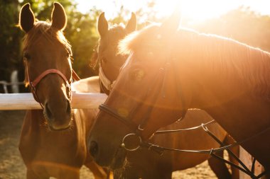 At bahçesindeki üç kahverengi ata yaklaş.
