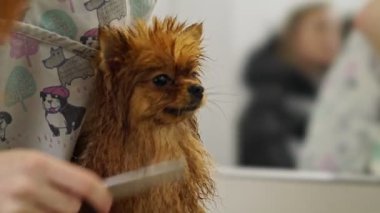 Profesyonel bir kadın kuaförün köpek kuaföründe ekipman kullanarak küçük şirin pomeranian spitz tımar edişinin yakın çekimi.