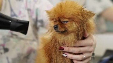 Küçük, güzel bir Pomeranian Spitz 'in yakın plan görüntüsü profesyonel ekipmanlarla kuaför tarafından köpek kuaföründe tımar işlemi görüyor.