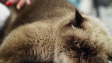 Evcil hayvan kuaförü, kuaförde kedi tımar ediyor. Profesyonel kurutucu kullanıyor.