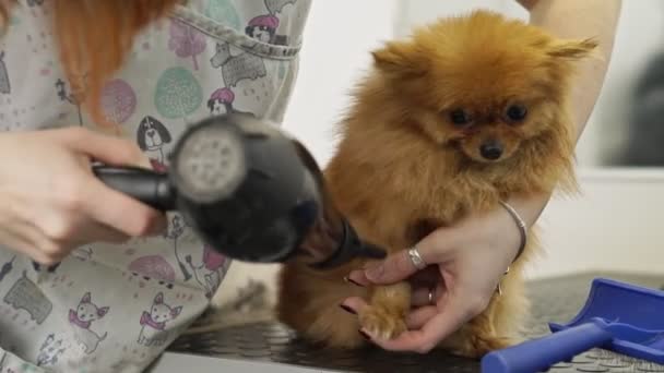 一位女性美发师用专业的烘干机在宠物店里为一只快乐而蓬松的小猎狗做了整容 — 图库视频影像