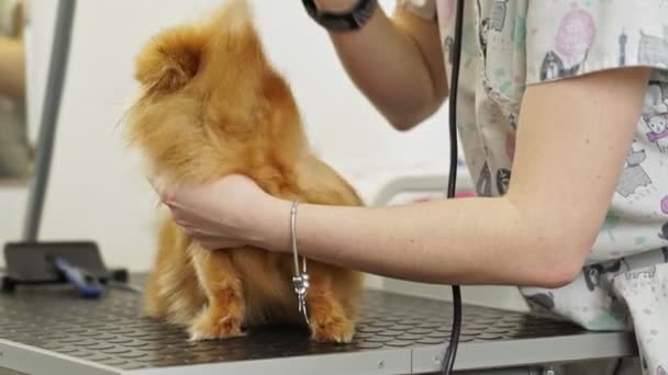 Una Vista Lateral Una Peluquería Mascotas Peinando Spitz Pomeraniano Pequeño — Vídeos de Stock