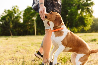 Kafkas sakallı genç bir adamın yaz parkında yürürken av köpeğiyle oynaması.