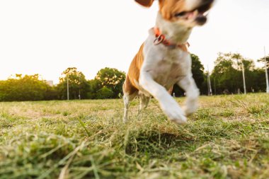 Kahverengi tazı köpeğinin yakın plan çekimi. Yaz parkında yeşil alanda koşuyor ve eğleniyor.