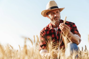 Hasır şapkalı, odaklanmamış yetişkin bir adamın mısır gevreği tarlasında hasat incelerkenki görüntüsü