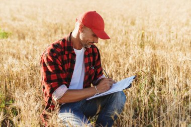 Mısır gevreği tarlasında kağıtlarla çalışan kafası tıraşlanmamış yetişkin bir adam resmi