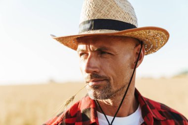 Ağzında buğday kulağı olan ve mısır gevreği tarlasında dikilirken yana bakan tıraşsız yetişkin bir adam.