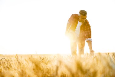 Hasır şapkalı, odaklanmamış yetişkin bir adamın görüntüsü tahıl tarlasında hasat inceleniyor