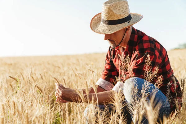 Изображение Сфокусированного Взрослого Мужчины Соломенной Шляпе Изучающего Урожай Зерновом Поле — стоковое фото