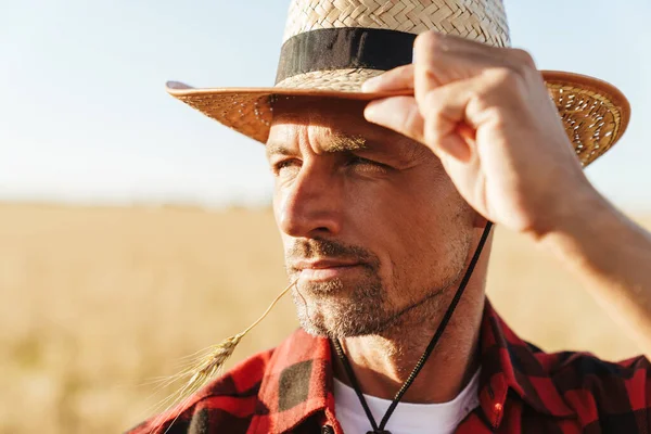 Ağzında buğday kulağı olan ve mısır gevreği tarlasında dikilirken yana bakan tıraşsız yetişkin bir adam.