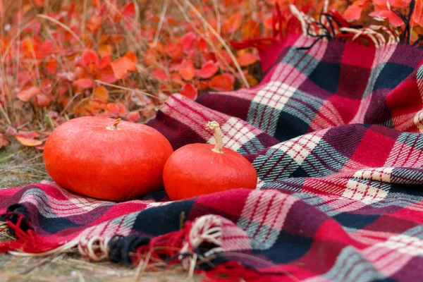 Dos Calabazas Rojas Sobre Cuadros Parque Otoño — Foto de Stock