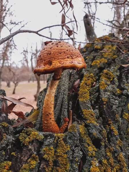 Grande Cogumelo Marrom Uma Árvore Final Outono — Fotografia de Stock