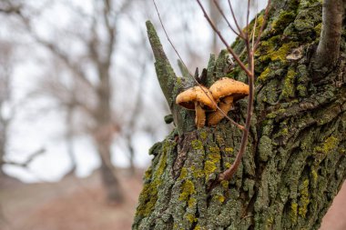 Geç sonbaharda bir ağacın üzerinde iki kahverengi mantar
