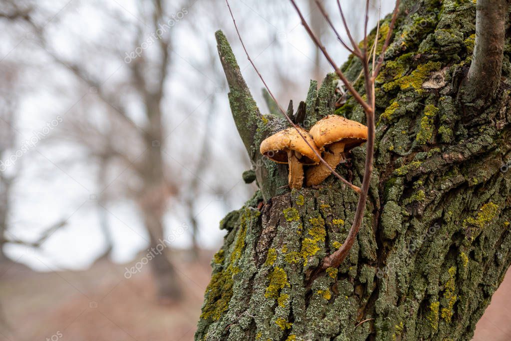 Two brown mushrooms on a tree in late autumn