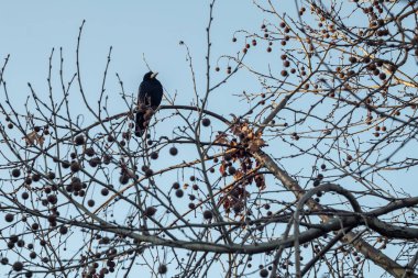 Tek başına geç sonbaharda bir ağacın altında oturup kara karga