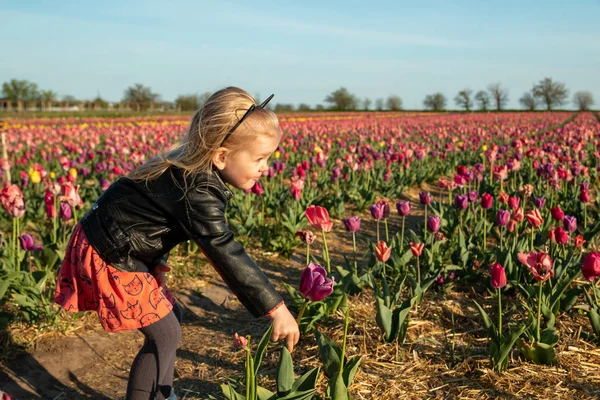 Aranyos kislány a pályán a színes tulipánok — Stock Fotó