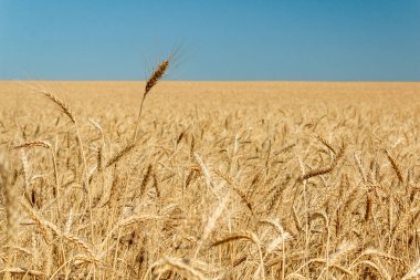 Mavi gökyüzüne karşı geniş bir buğday tarlasının manzarası