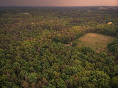 Tonda orman ufuk, hava kadar görüntü.