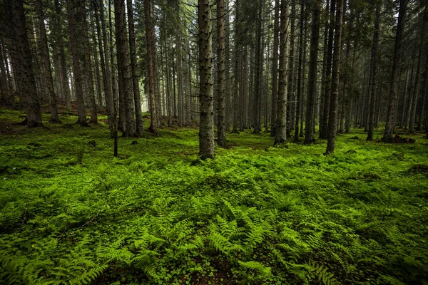 Mwild Levendige Oude Bos Slovenië Julische Alpen — Stockfoto