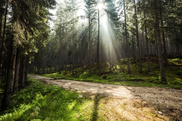Sluneční Paprsky Mezi Stromy Lese Road Dobrodružství — Stock fotografie