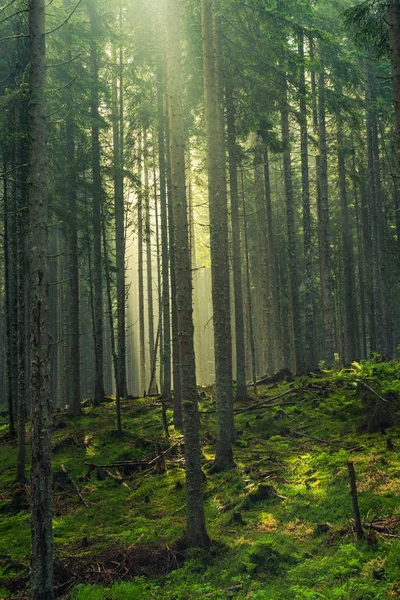 Sluneční Paprsky Řez Žlabu Stromy Lese — Stock fotografie