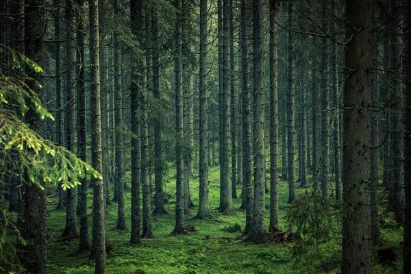 Náladový Obrázek Kouzelného Lesa Slovinsku — Stock fotografie